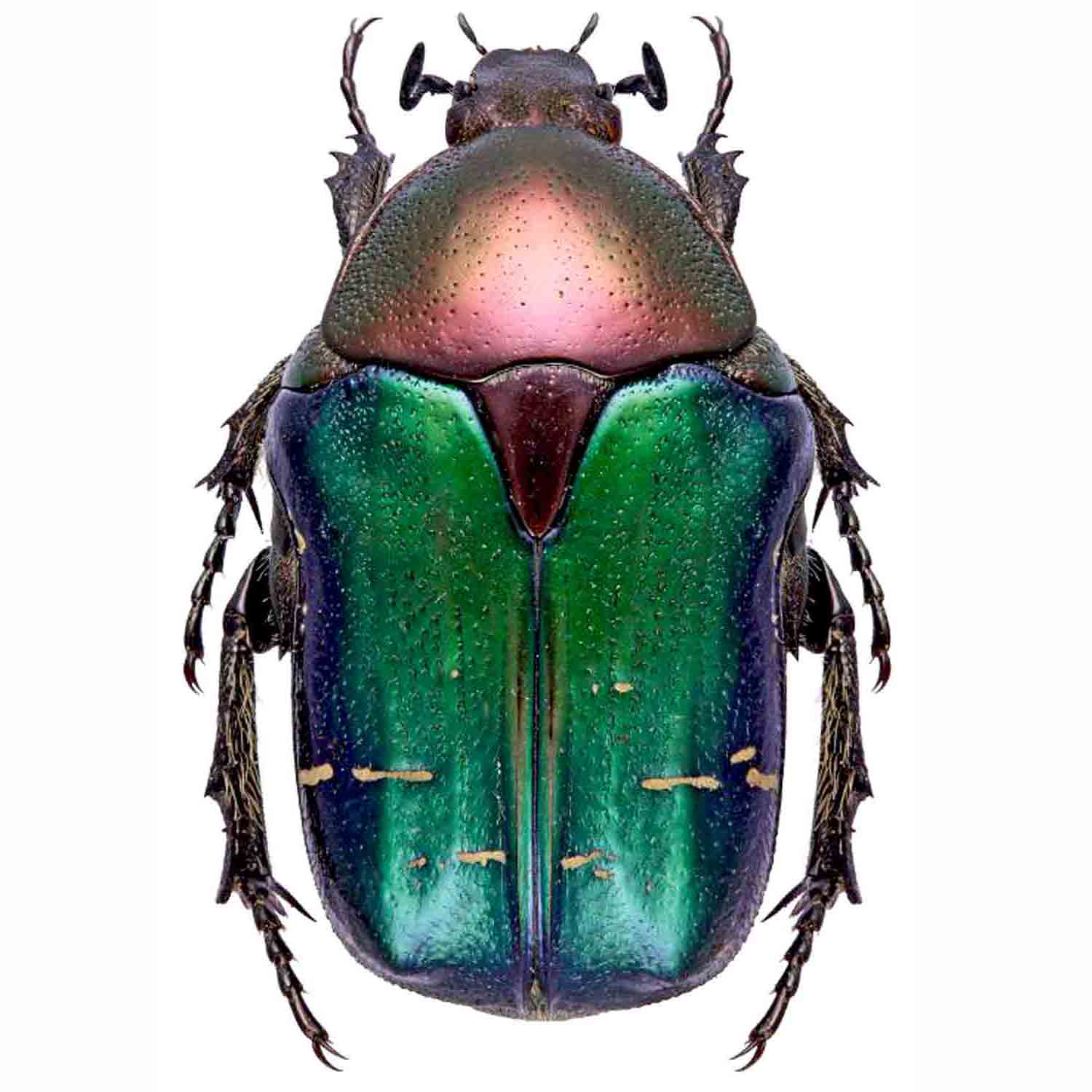 標本 China Yunnan Cetoniinae s.p 23mm China Yunnan Cetoniinae s.p 23mm Yunnan | Shan China Tours